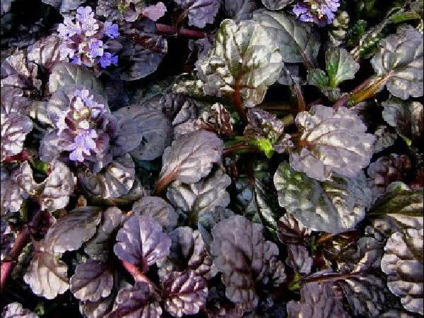 Ajuga perennials garden center dry ridge kentucky