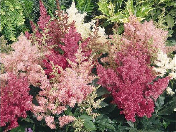 Astilbe perennials garden center dry ridge kentucky