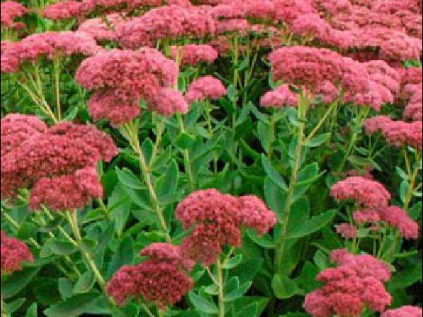 Autumn Joy Sedum perennials garden center dry ridge kentucky