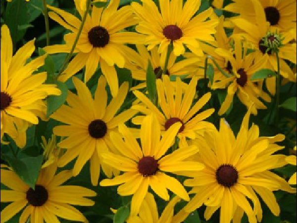 Black eyed Susan perennials garden center dry ridge kentucky