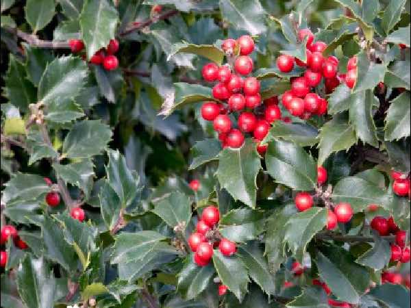 Blue Holly shrubbery garden center dry ridge kentucky