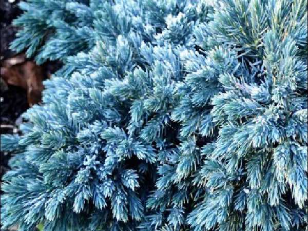 Blue Star Juniper shrubbery garden center dry ridge kentucky