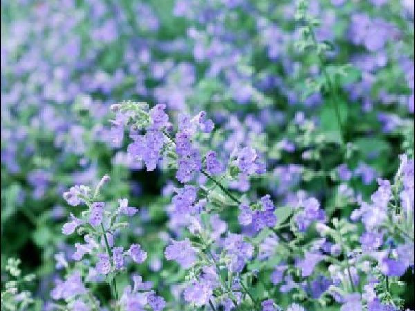 Catmint perennials garden center dry ridge kentucky