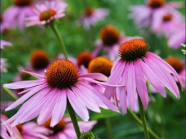 Coneflower perennials garden center dry ridge kentucky