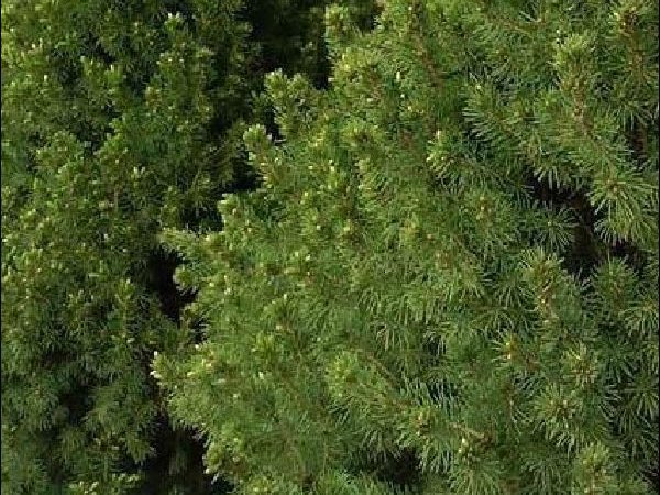 Dwarf Alberta Spruce shrubbery garden center dry ridge kentucky