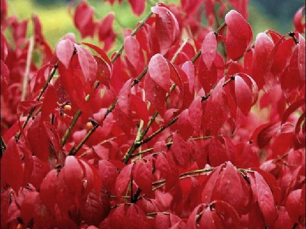 Dwarf Burning Bush shrubbery garden center dry ridge kentucky