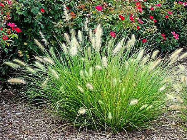 Dwarf Fountain Grass ornamental grasses garden center dry ridge kentucky