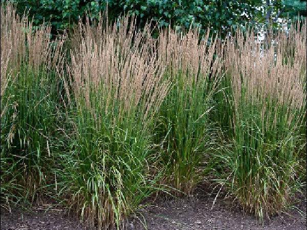 Feather Reed Grass ornamental grasses garden center dry ridge kentucky