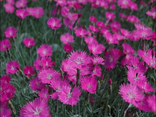 Firewitch Dianthus garden center dry ridge kentucky