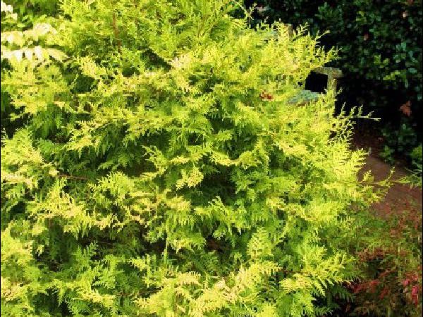 Gold Mop Cypress shrubbery garden center dry ridge kentucky