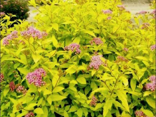 Goldmound Spirea shrubbery garden center dry ridge kentucky