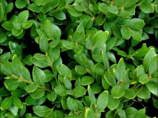 Green Velvet Boxwood shrubbery garden center dry ridge kentucky