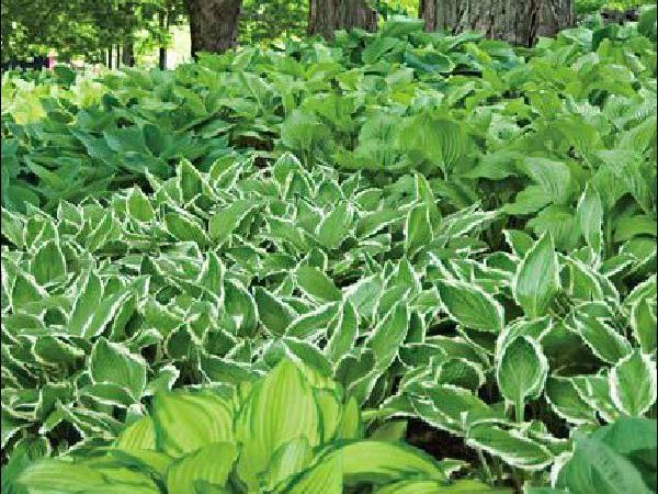 Hosta perennials garden center dry ridge kentucky