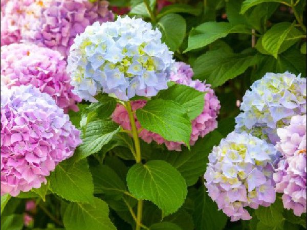 Hydrangea shrubbery garden center dry ridge kentucky