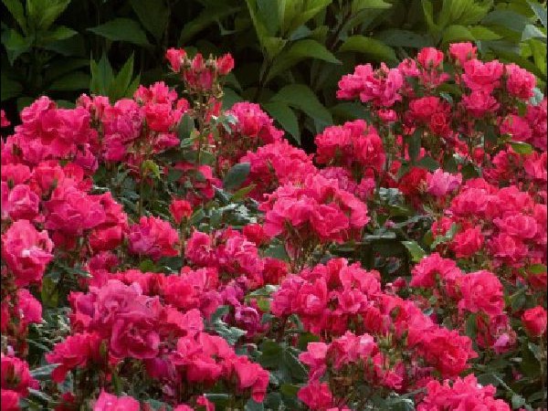 Knockout Rose shrubbery garden center dry ridge kentucky