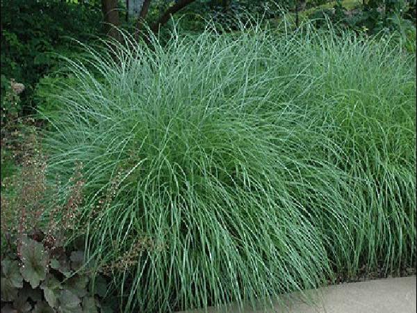 Maiden Grass ornamental grasses garden center dry ridge kentucky