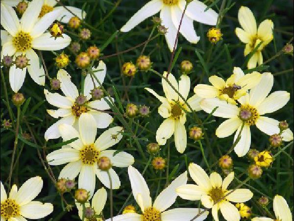 Moonbeam Coreopsis perennials garden center dry ridge kentucky