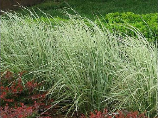 Overdam Reed Grass ornamental grasses garden center dry ridge kentucky