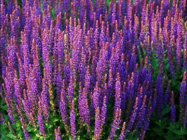 Purple Salvia perennials garden center dry ridge kentucky