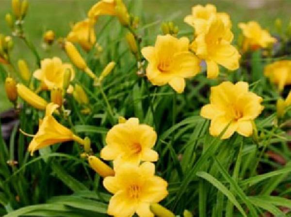 Stella doro Daylily perennials garden center dry ridge kentucky