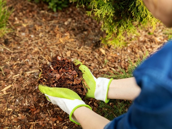 adding pine mulch northern ky flowerbed adding pine mulch northern ky flowerbed