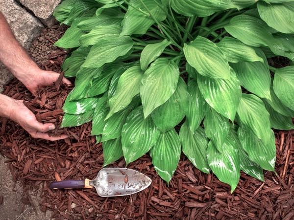spreading mulch kentucky flowerbed spreading mulch kentucky flowerbed