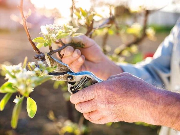Pruning and Trimming Tips