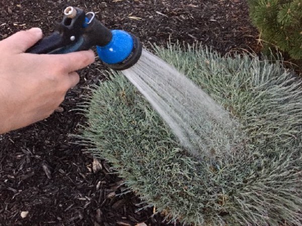 Watering Guidelines